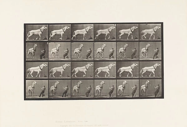 Plate 573. Hauling; Man Pulling at Head; Light-Gray Mare, 1885 (collotype on paper)