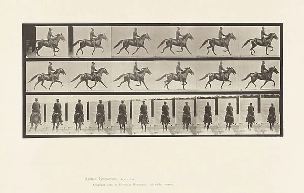 Plate 592. Rocking (Pacing): Saddle; Brown Horse Pronto, 1885 (collotype on paper)