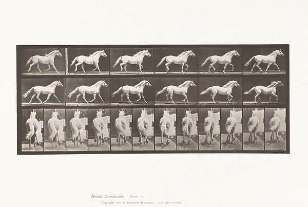 Plate 596. Trotting; Free; Light-Gray Horse Eagle, 1885 (collotype on paper)