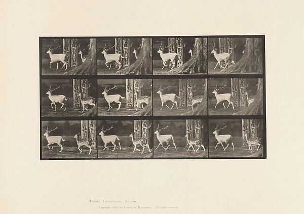 Plate 685. Fallow Deer; Buck and Doe; Trotting, 1885 (collotype on paper)