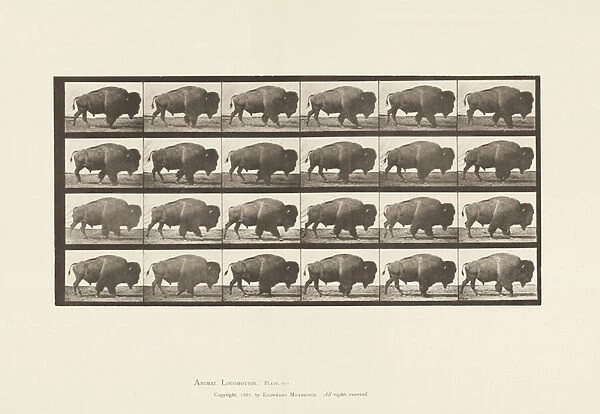 Plate 699. Buffalo; Walking, 1885 (collotype on paper)