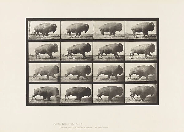 Plate 700. Buffalo; Galloping, 1885 (collotype on paper)