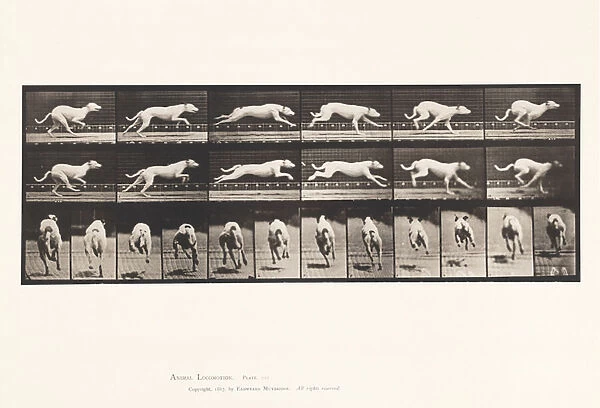 Plate 709. Dog; Galloping; White Racing Hound Maggie, 1885 (collotype on paper)