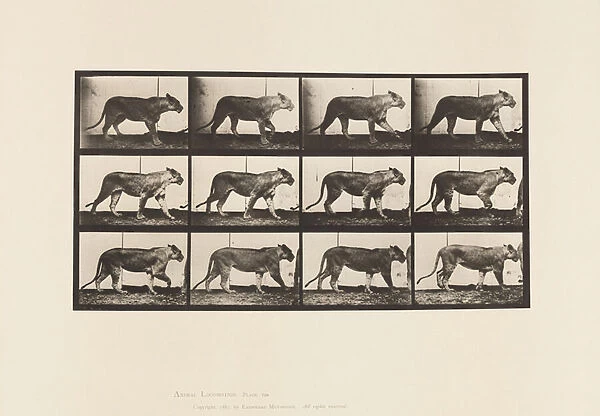 Plate 728. Lioness; Walking; Lion; Lying Down, 1885 (collotype on paper)