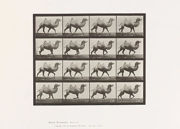 Plate 738. Bactrian Camel; Racking, 1885 (collotype on paper)