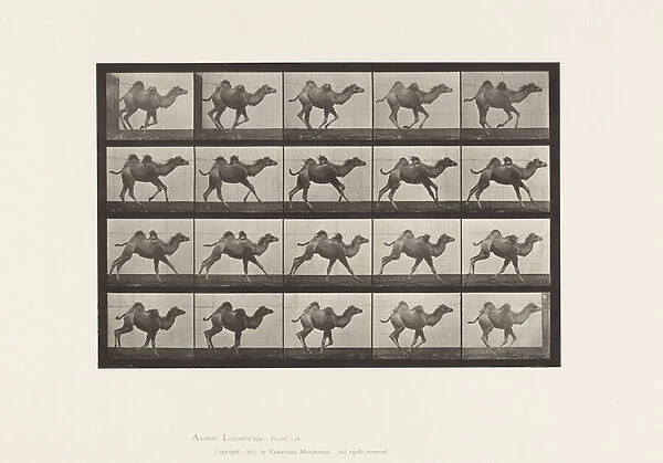 Plate 740. Bactrian Camel; (Young), Galloping, 1885 (collotype on paper)