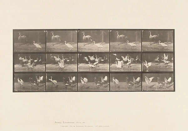 Plate 778. Storks; etc, A, B, C, 1885 (collotype on paper)