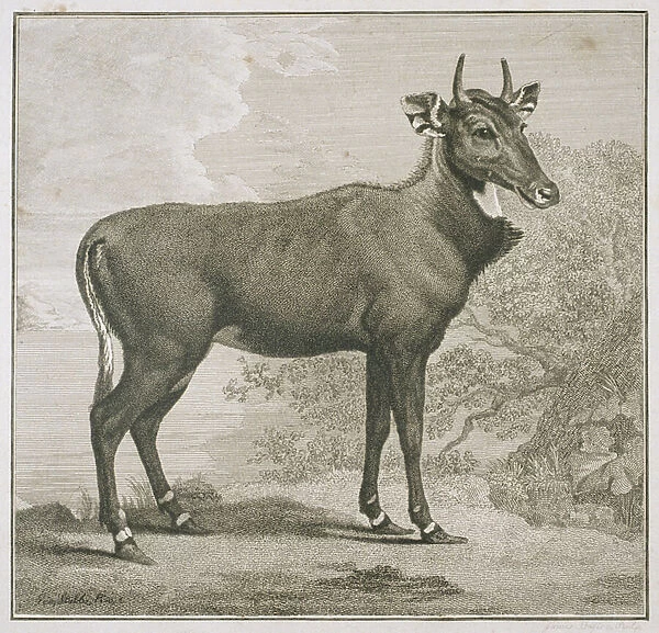 Plate of the Nyl-ghan, engraved by James Basire (1730-1802) (engraving)