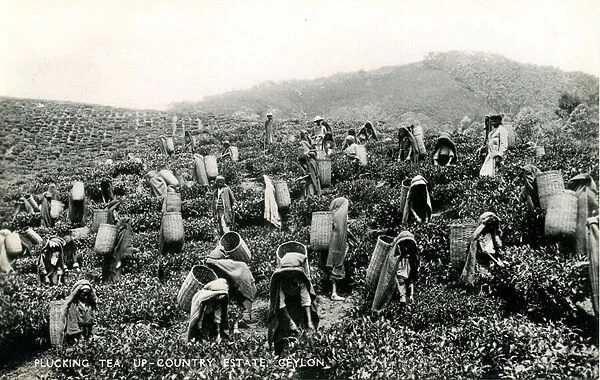 Plucking tea, up-country estate, Ceylon, c. 1900-1930 (b  /  w photo)