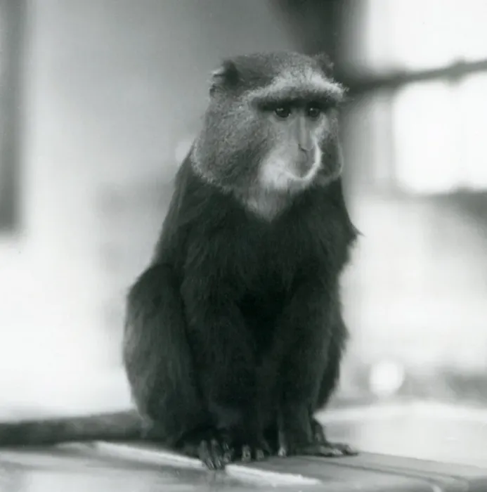 Framed Print : A Pluto Monkey, or Blue Monkey, sitting on a bench, London Zoo, 1927 (b / w photo) Framed Print : A Pluto Monkey, or Blue Monkey, sitting on a bench, London Zoo, 1927 (b / w photo)