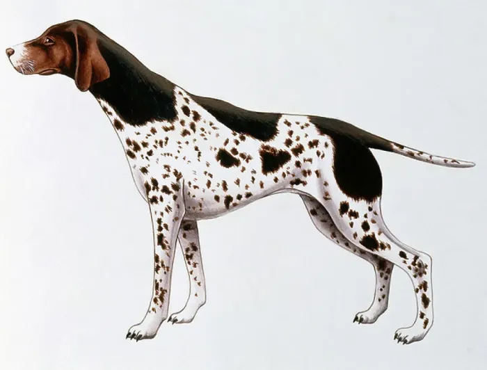 Framed Print : Pointer or English Pointer (Canis lupus), Canidae, drawing
