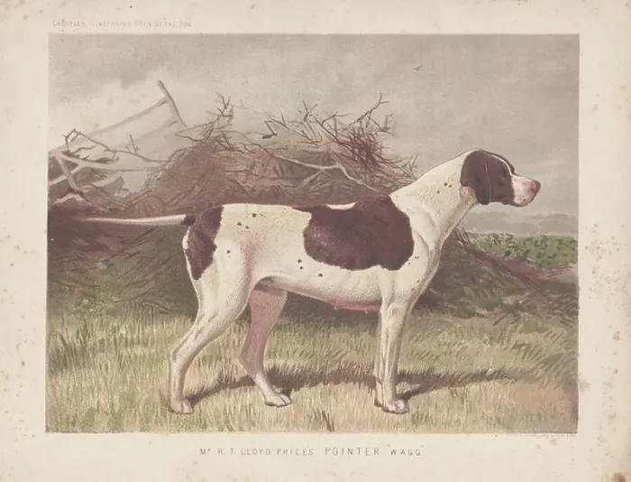 Framed Print : Pointer Wagg in front of rural debris Framed Print : Pointer Wagg in front of rural debris