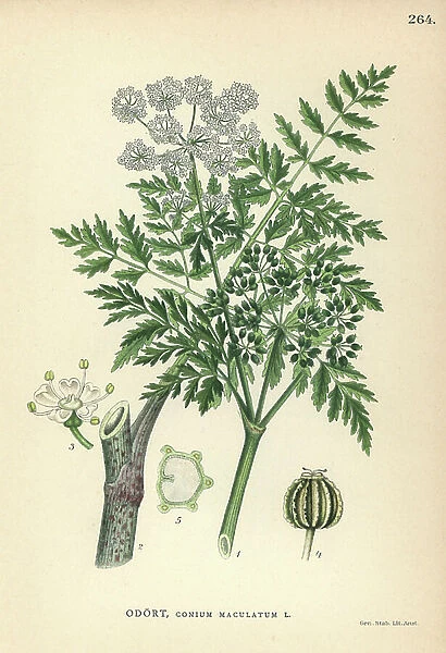 Poison hemlock, Conium maculatum