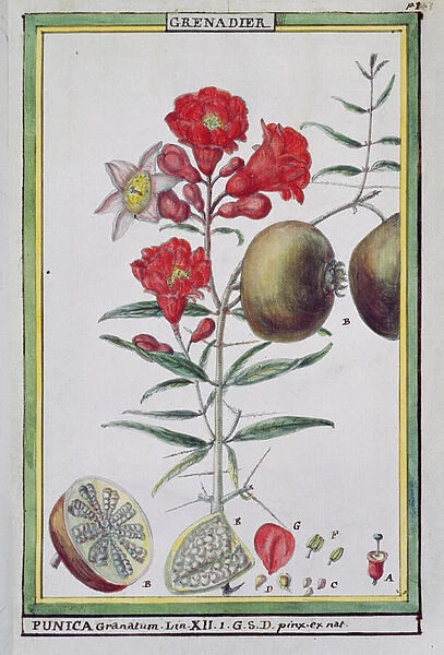 Pomegranate Tree, from Florindie ou Historie physico-economique des vegetaux de la