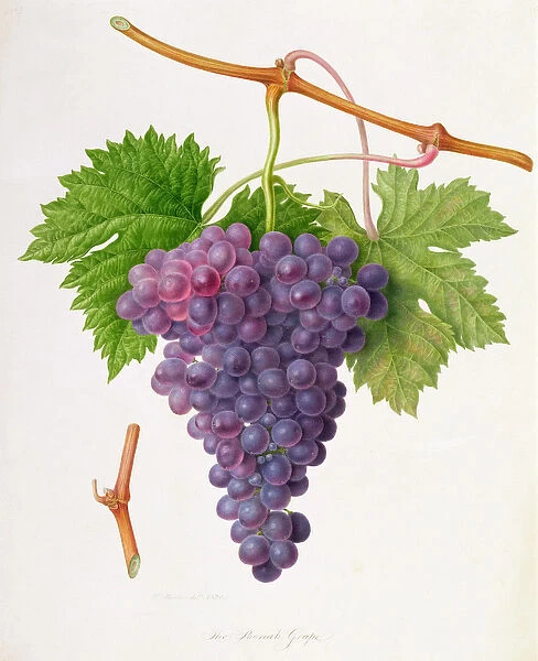 The Poonah Grape, 1820 (w  /  c on paper)