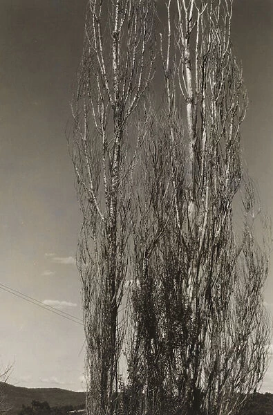 Two Poplars, Lake George (recto), 1934 (gelatin silver print)