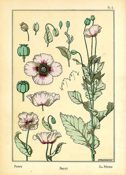 The Poppy (colour litho)