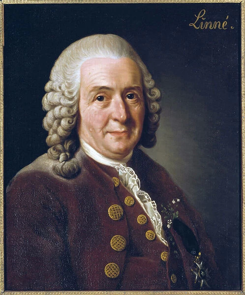 Portrait of Carl von Linne (Linneus)