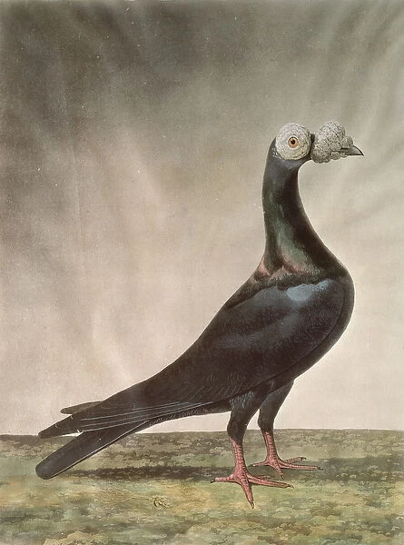 Portrait of a Carrier Pigeon (coloured engraving)