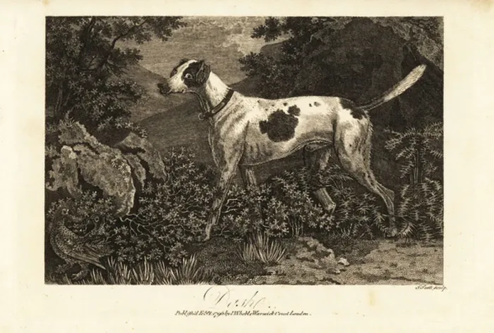 Framed Print : Portrait of Colonel Thorntons pointer Dash Framed Print : Portrait of Colonel Thorntons pointer Dash