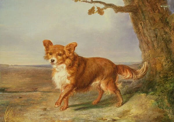 Portrait of a Dog in an Italian Landscape