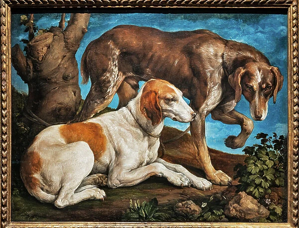 Portrait of two dogs tied to a log, 1548-50 (oil on canvas)