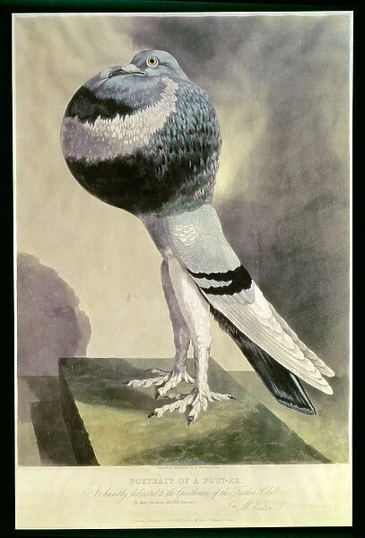 Portrait of Pouter Pigeon (coloured engraving)