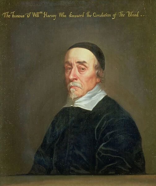 Portrait of William Harvey (1578-1657)