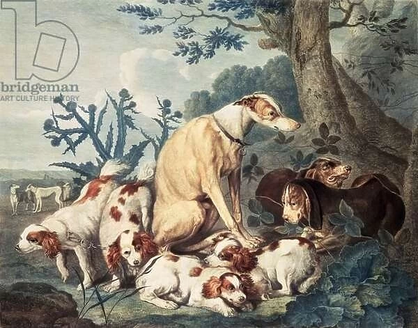 Portraits of Dogs, engraved by Daniel Lerpiniere (c. 1745-85), pub