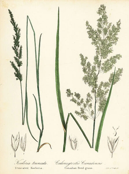 Prairie wedgescale, Sphenopholis obtusata, and Canadian reed-grass, Calamagrostis canadensis