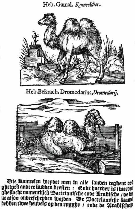 Framed Print : Pre-binomial classification of species. Here two different species of the genus camel are named in Hebrew, Latin and Dutch, although only one species, the Bactrian is depicted