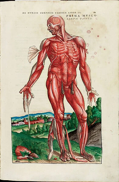 Prima Musculorum Tabula, illustration from De Humani Corporis Fabrica Libri