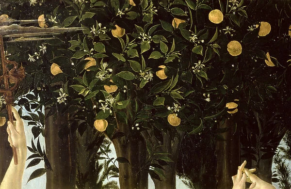 Primavera, detail of the Orange Tree, c. 1478 (tempera on panel)