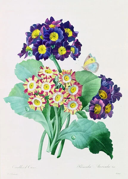Primula Auricula (coloured engraving)