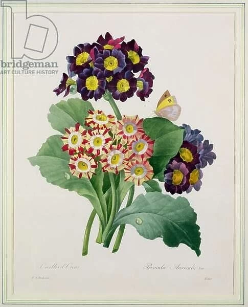 Primula auricula, engraved by Victor, from Choix des Plus Belles Fleurs