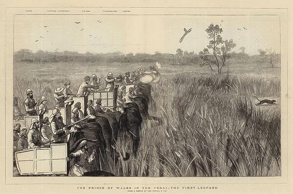 The Prince of Wales in the Terai, the First Leopard (engraving)