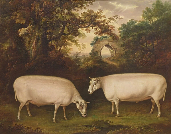 Two Prize Border Leicester Rams in a Landscape, 1800
