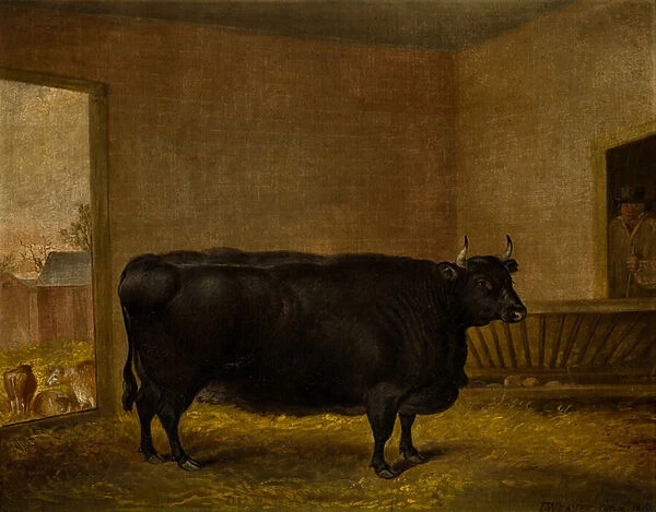 A Prize Bull: A Fat Kerry Cow, c. 1819 (oil on canvas)