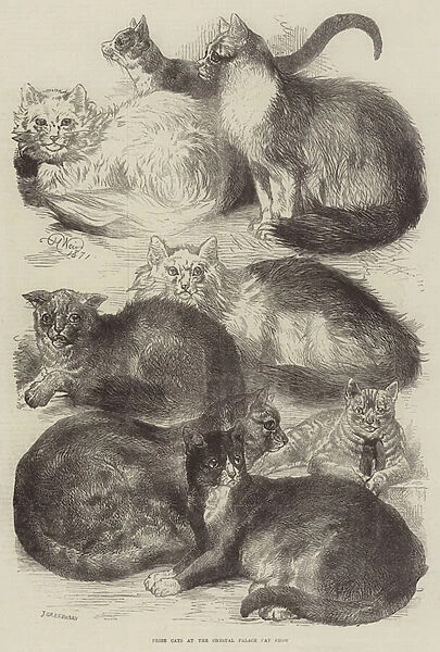 Prize Cats at the Crystal Palace Cat Show (engraving)