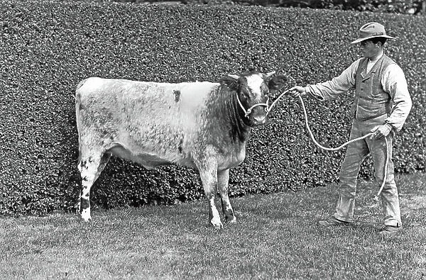 A prize cow, Sandringham, from The English Country House (b / w photo)