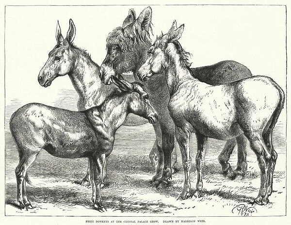 Prize Donkeys at the Crystal Palace Show (engraving)