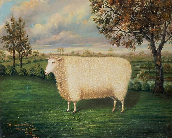 A Prize Sheep of the Old Lincoln Breed, 1835