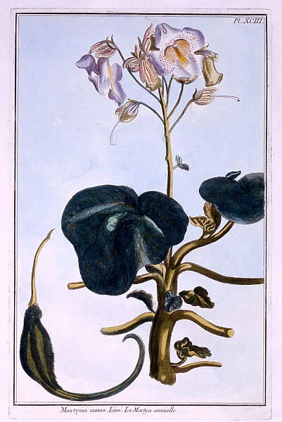 Proboscis Flower (coloured engraving)