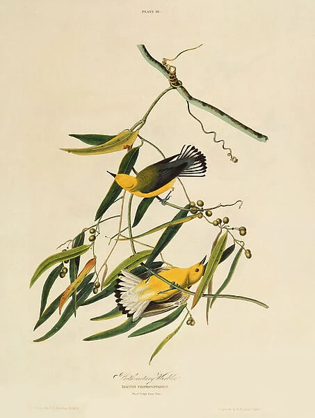 Prothonotary Warbler, from Birds of America, engraved by William Home Lizars