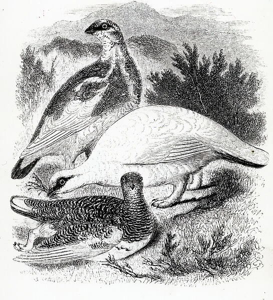 The Ptarmigan, illustration from A History of British Birds by William Yarrell