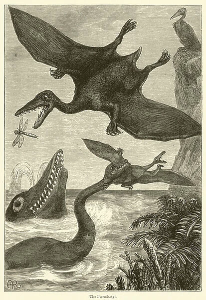The Pterodactyl (engraving)