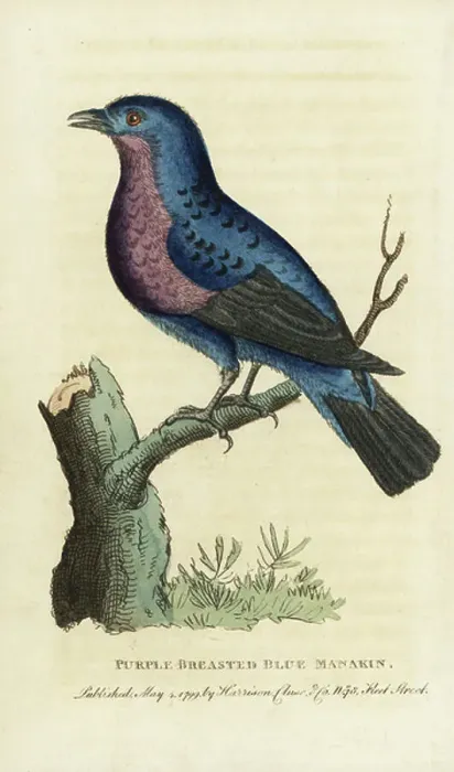 Framed Print : Purple-breasted cotinga, Cotinga cotinga. (Perhaps the female banded cotinga, Cotinga maculata) Illustration copied from George Edwards. Handcoloured copperplate engraving from The Naturalist's Pocket Magazine, Harrison, London, 1799