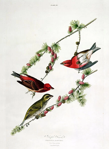 Purple Finch, from Birds of America, engraved by William Home (1788-1859