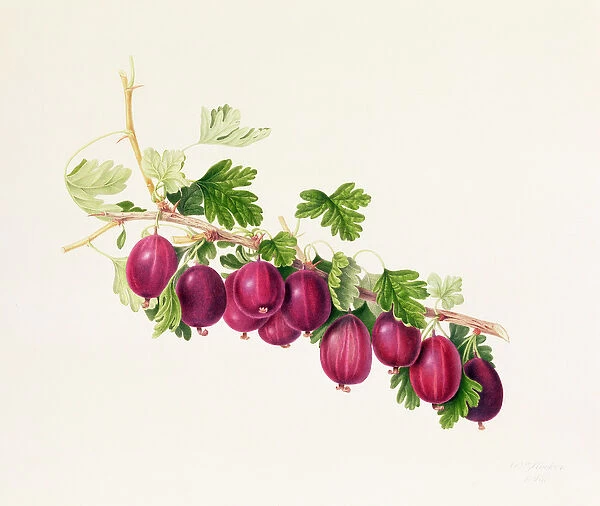 Purple Gooseberry (w  /  c on paper)