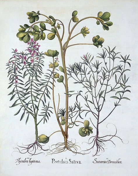 Purslane, Summer Savory and Winter Savory, from Hortus Eystettensis